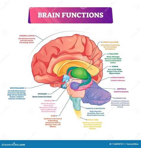 BRAIN .
